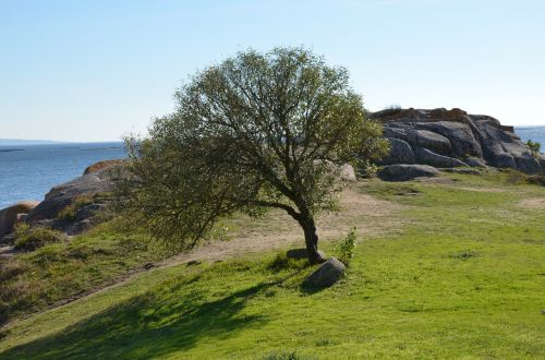 tree landscape nature