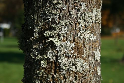 tree bark autumn