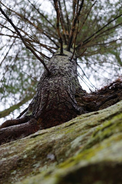 tree cliff pine