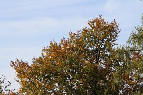 tree autumn sky