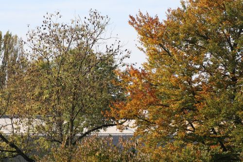 tree autumn sky