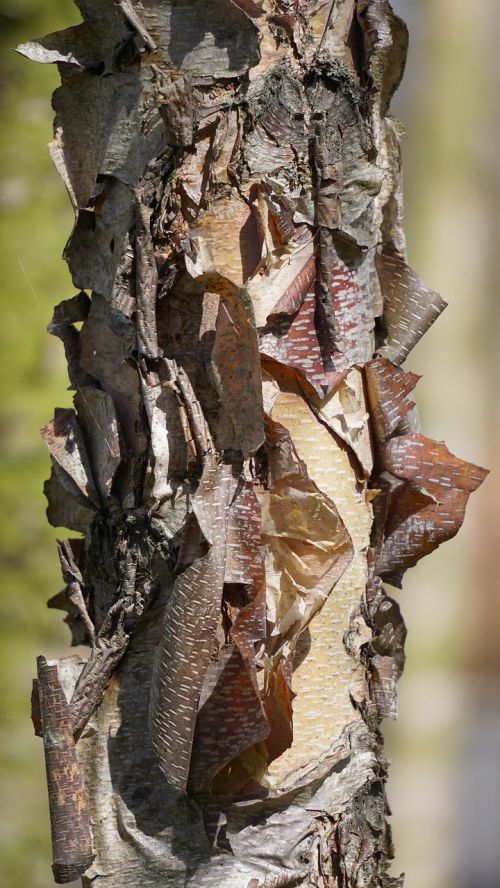 tree bark structure