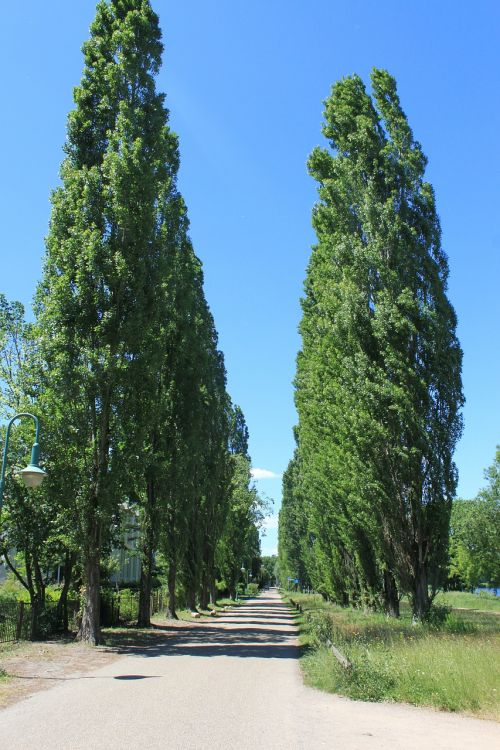 tree roadway road
