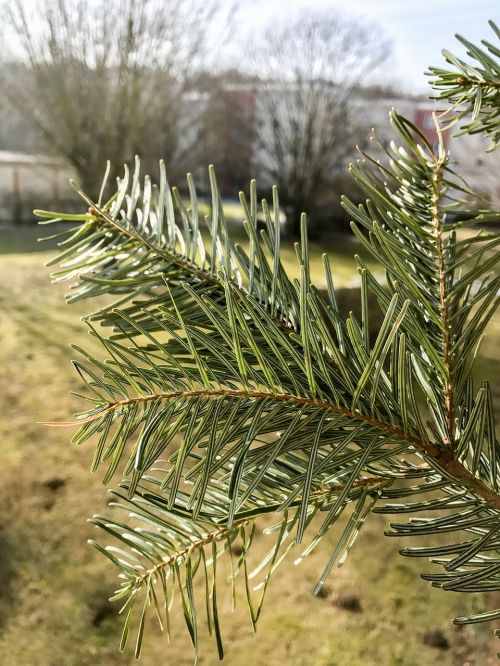 tree blossom bloom