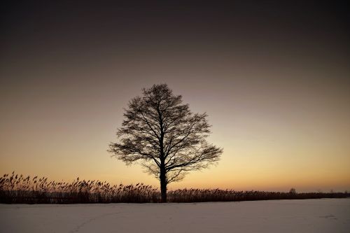 tree lonely winter