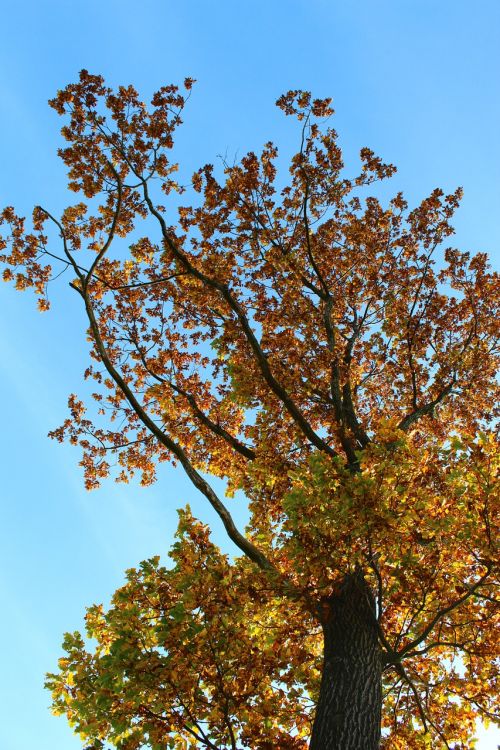 tree leaves autumn