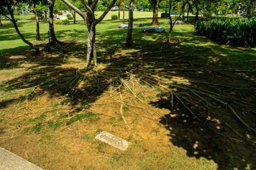 tree tree roots shadow