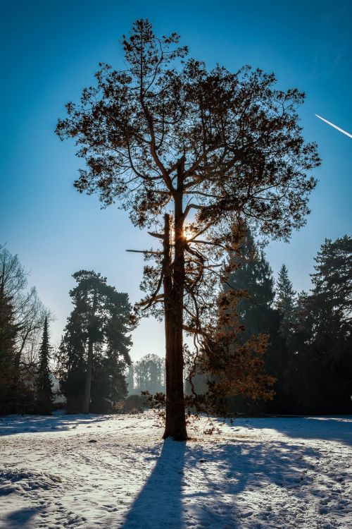 tree park wörlitz snow