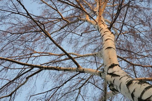 tree birch branches