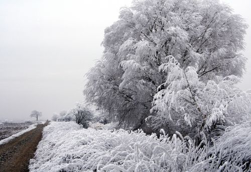 tree frozen winter