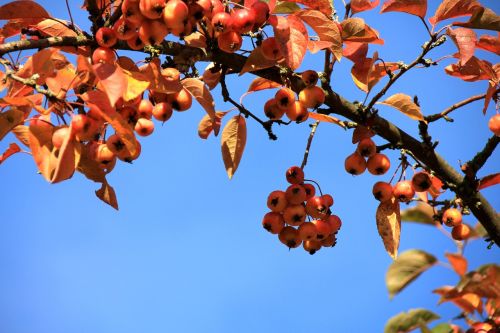 tree branch nature