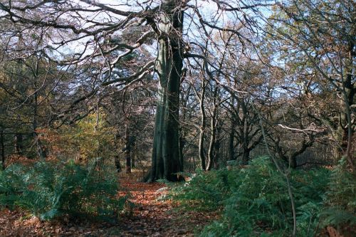 tree forest woodland