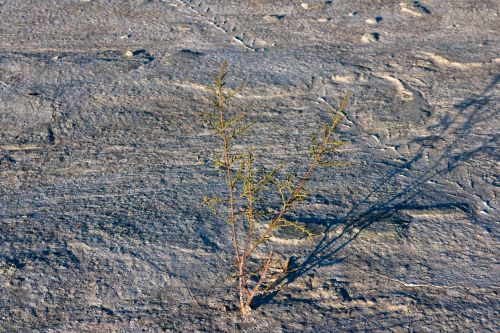 tree plant nature