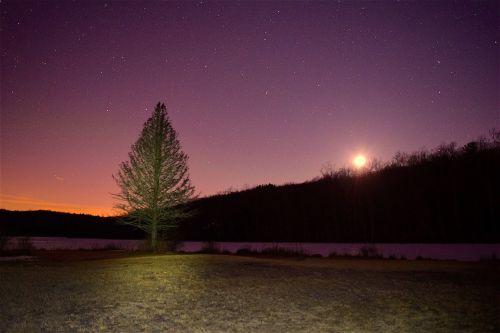tree night moon
