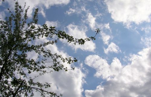 tree sky clouds