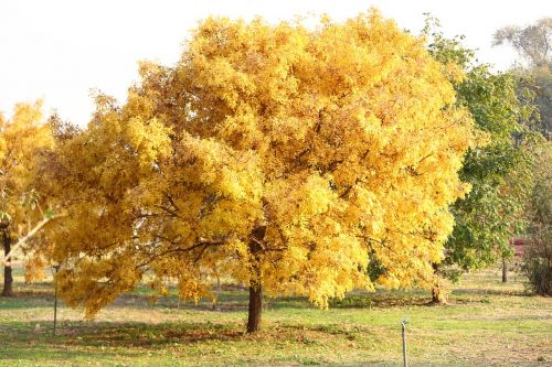 tree yellow park