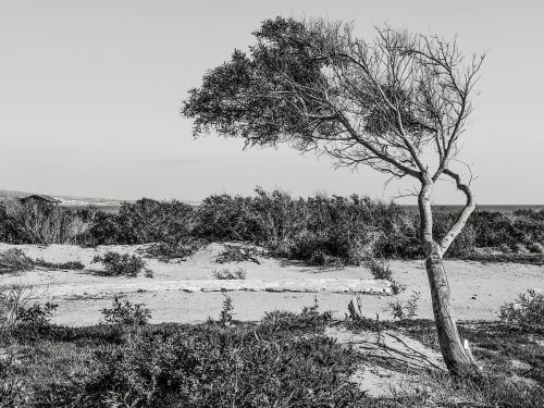 tree dune landscape
