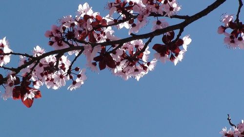 tree spring cherry branches