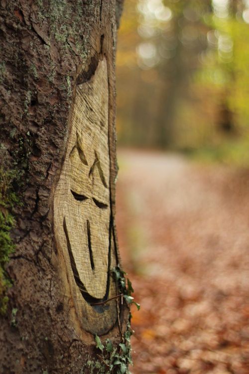 tree autumn laugh