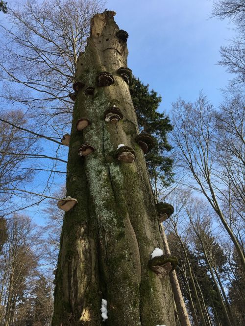 tree tree fungus baumschwamm
