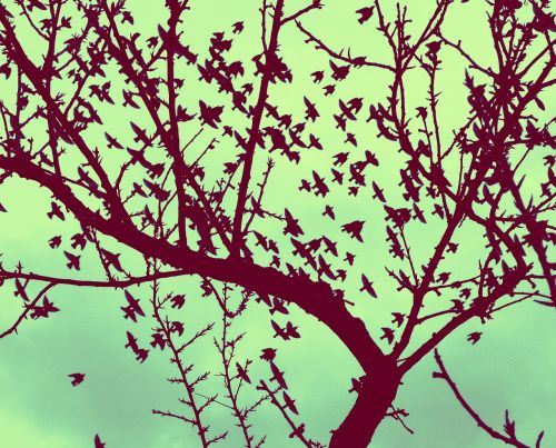 tree branches birds