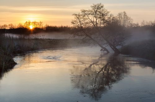 tree river water