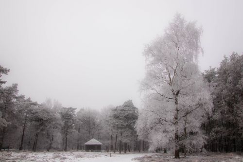 tree cabin snow