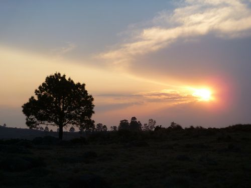 tree sun sunset