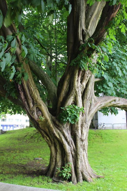 tree nature landscape