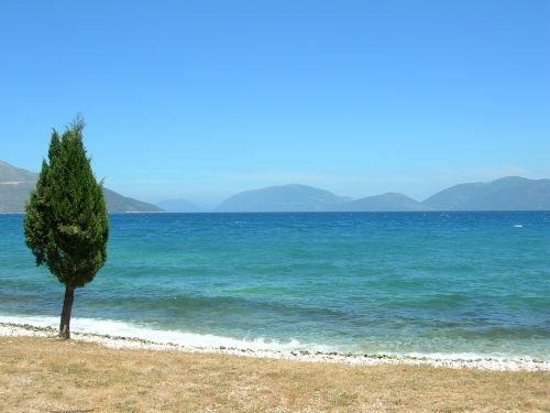 tree sea coastline