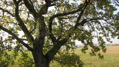 tree oak branch