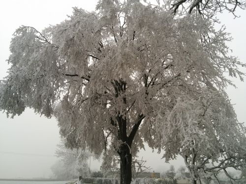 tree cold winter
