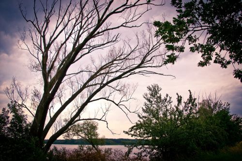 tree lake sunset