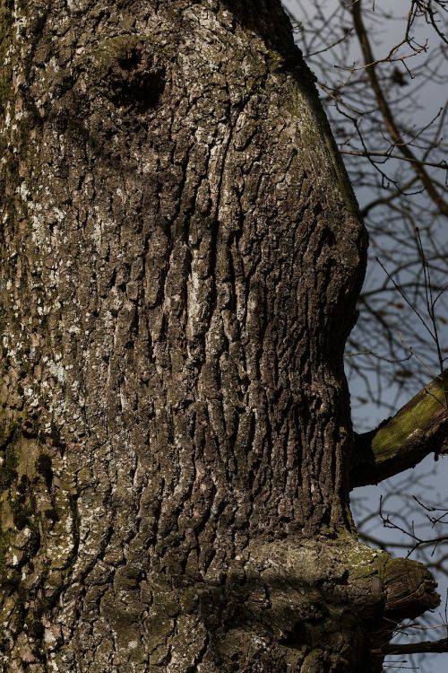 tree bark oak