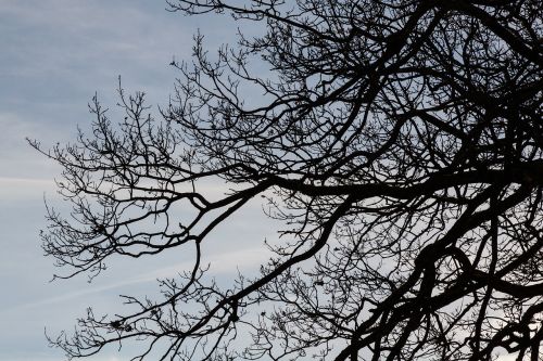 tree branches aesthetic