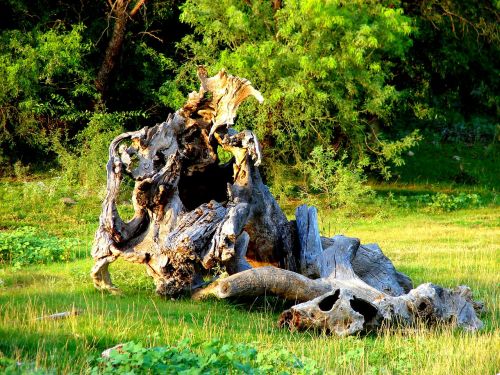tree oak fallen tree