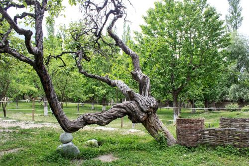 tree greenery weird