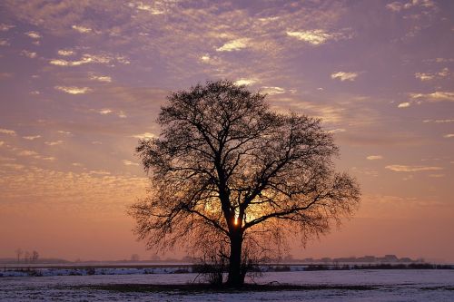 tree lonely sunset