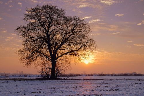 tree lonely sunset