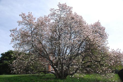tree blossom spring