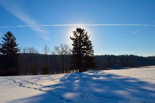 tree snow shadow