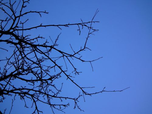 tree shadow sky