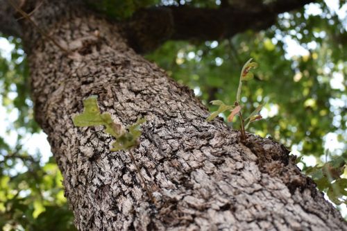 tree leaf bark