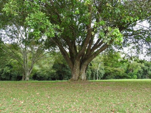 tree garden nature