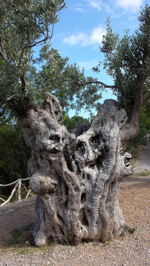 tree log faces