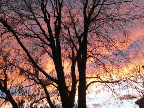 tree clouds sunrise