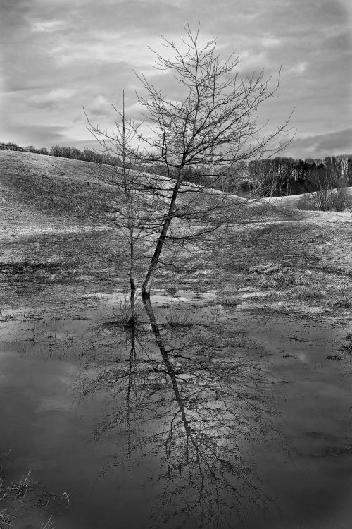 tree lonely loneliness