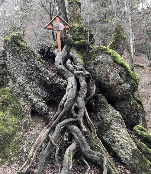 tree root log