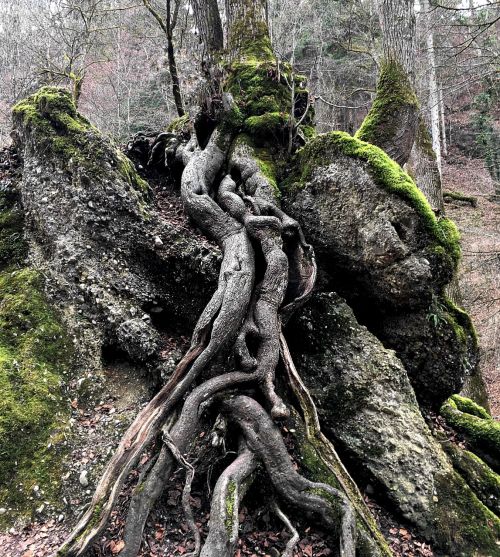 tree root nature