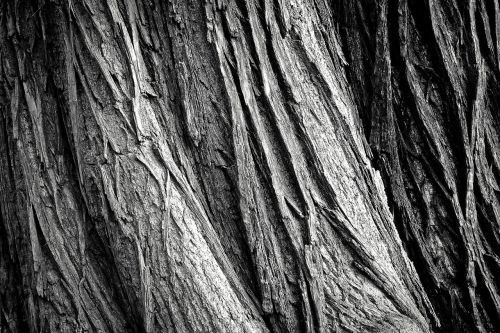 tree tree bark log